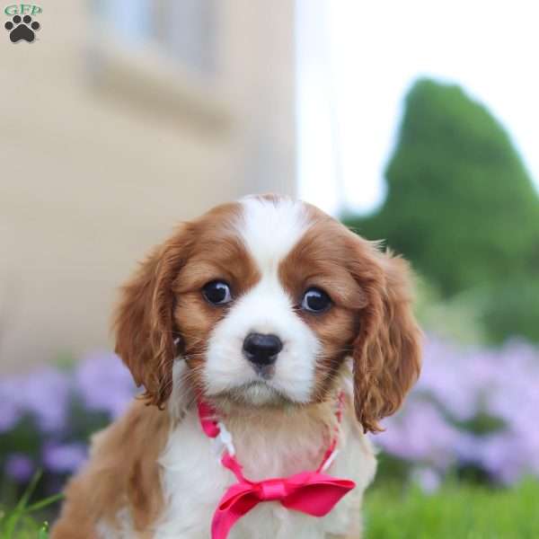 Lola, Cavalier King Charles Spaniel Puppy